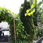 Old House Vama Veche